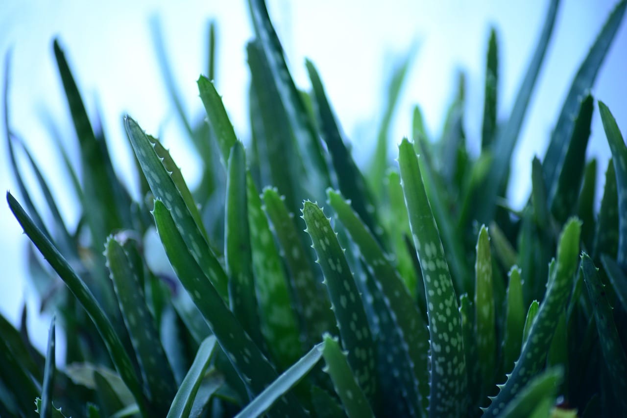 aloe-vera-277948_1280