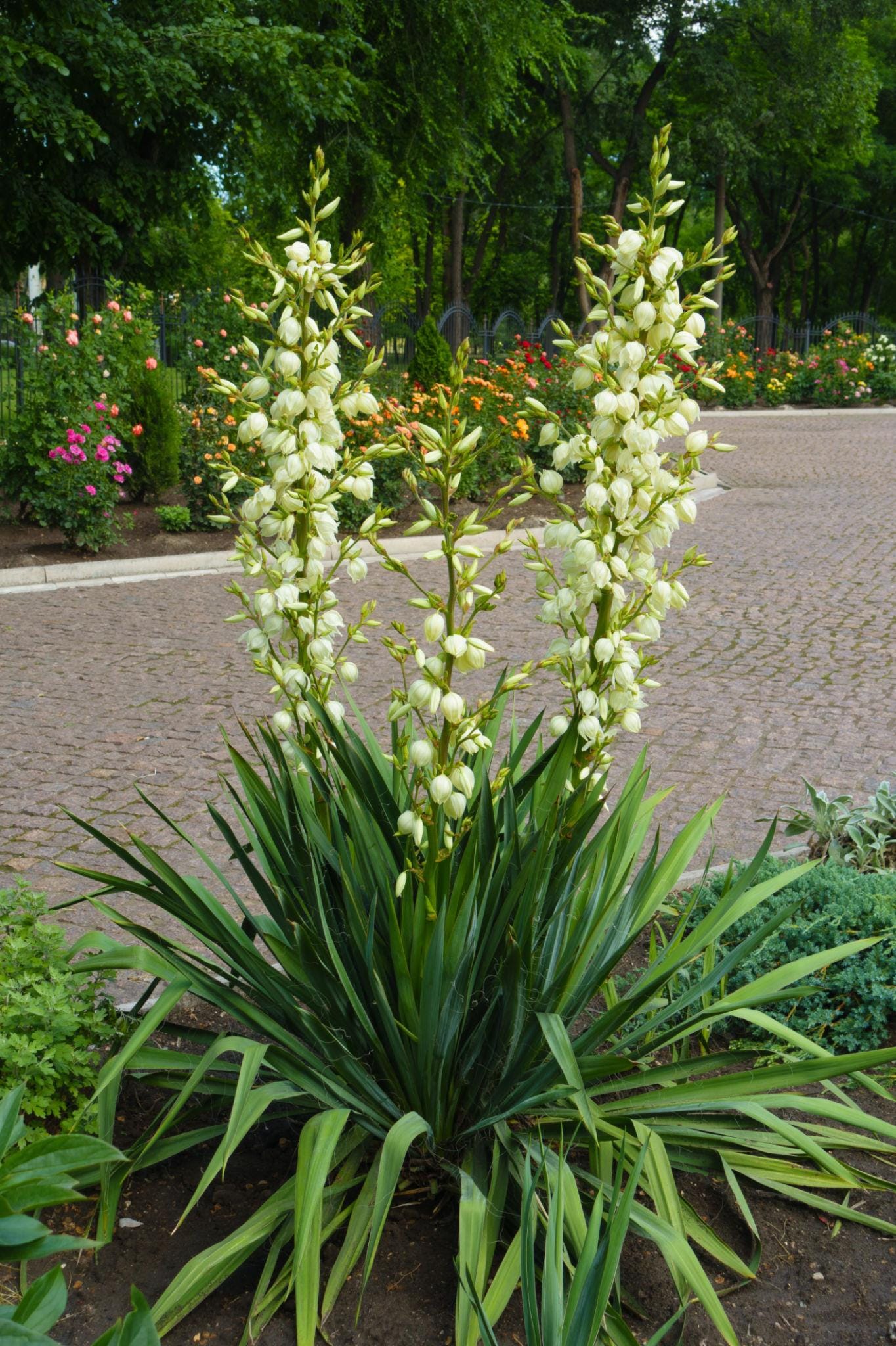 yucca filamentrosa